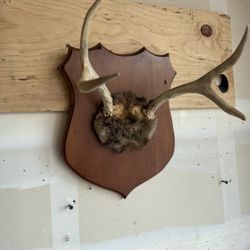  Cuernos De Venado 