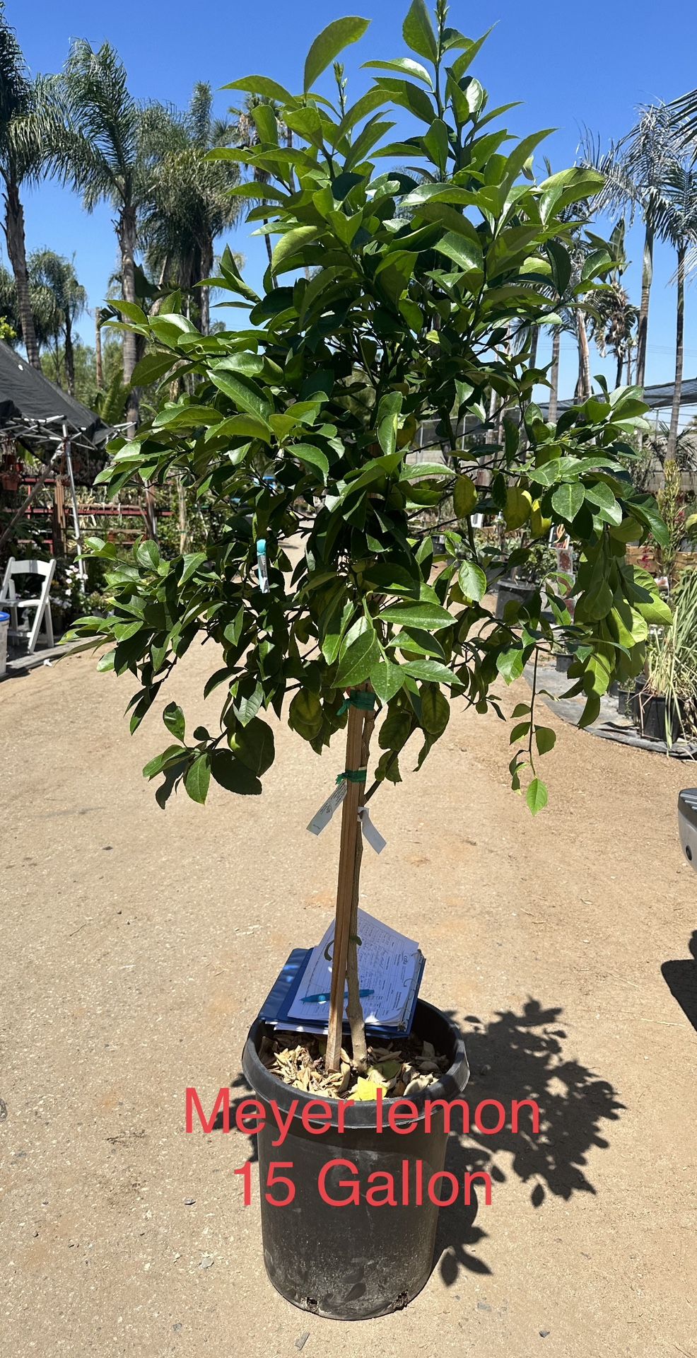 Citrus (cítrico Limón) Meyer Lemon