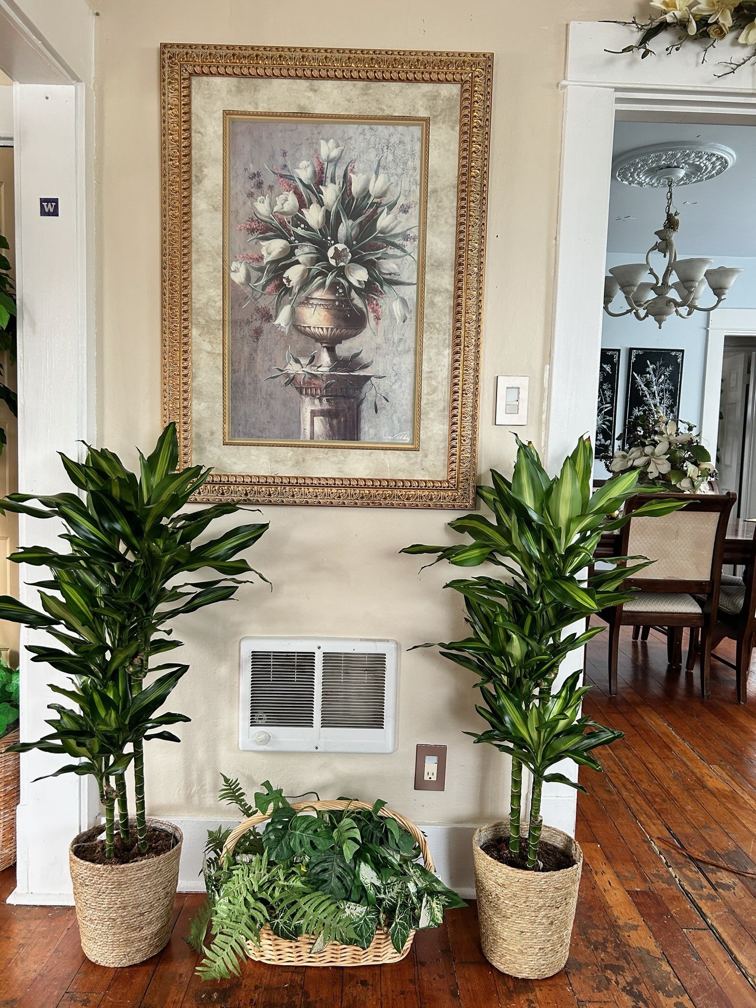 $99 Each Beautiful Dracanea 