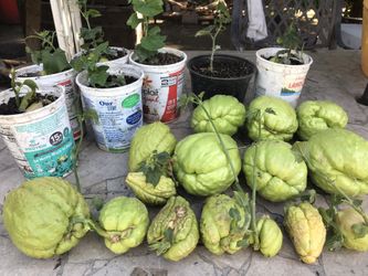 Guisquiles /chayote Plantas Para Sembrar Lista Para Llevar $5  Super Saludable Lleno De Vitaminas 