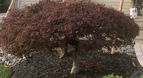 Fully grown Japanese Maple- Approx 5 Ft Wide 