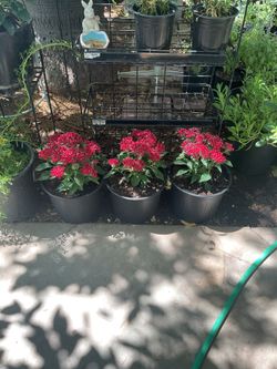 Egyptian starcluster plants