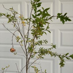 Large Organic Pomegranate Fruit Tree in 5 Gallon Pot Live Plant 6 FT tall Around 10 Years old  Cash only  Located near Shell gas station 1601 North Ca