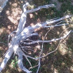 Natural Driftwood For Aquariums Terrariums And More 