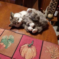 Cat Made From Rabbit Fur