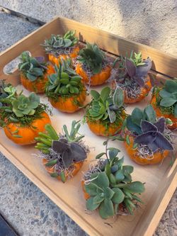 Mini pumpkin succulents