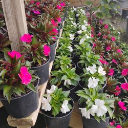 Impatients Plants Sale! $3.00🌺