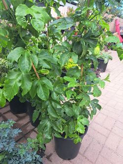 Planta