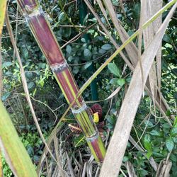 Sweet Sugar Cane Plants 3 Varieties 