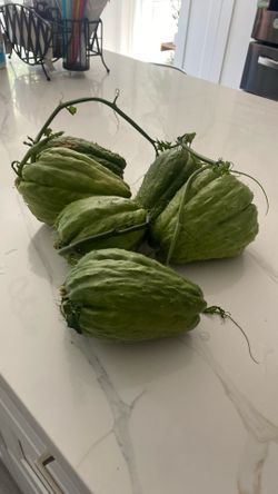 Chayotes Plants $5 Each
