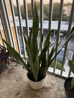 Large Snake Plant