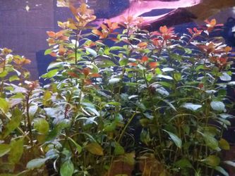 Aquascaping Supplies