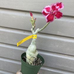 6” Bonsái Desert Rose