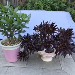 Aeonium & jade in chic pink ceramic pots 