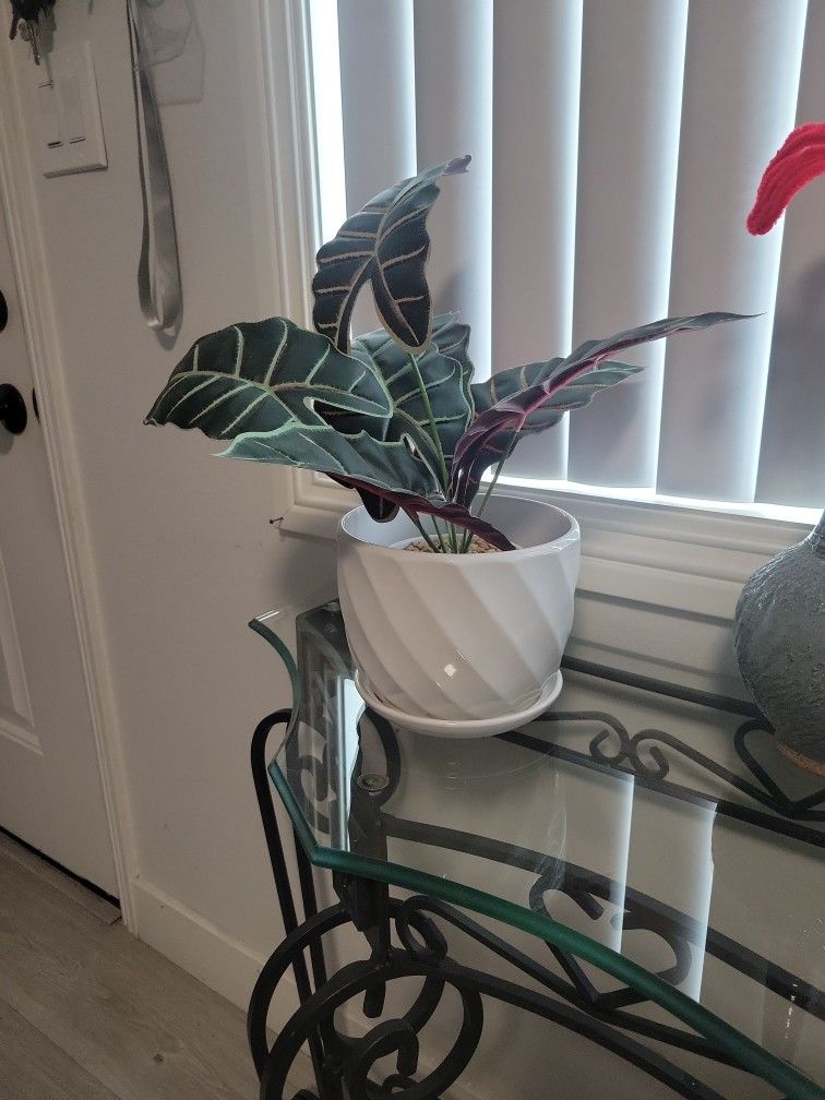 Ceramic Pot