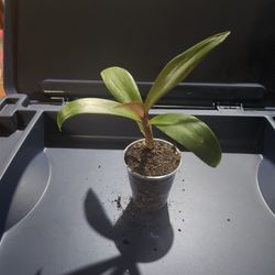 Moses In A Cradle Live Plant