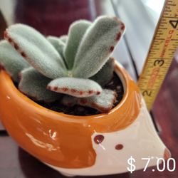 Panda Succulent