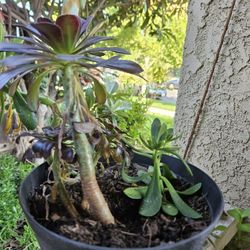 Suculent Pot. 