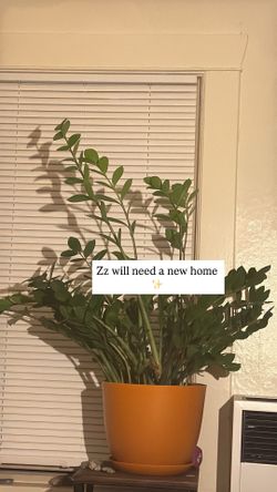 Zz Plant
