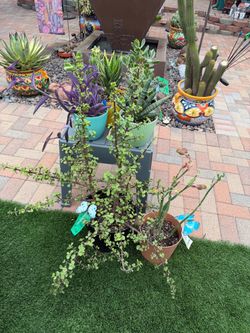 A Variety of Succulent Plants
