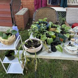 Pothos Cuttings And Christmas Cactus
