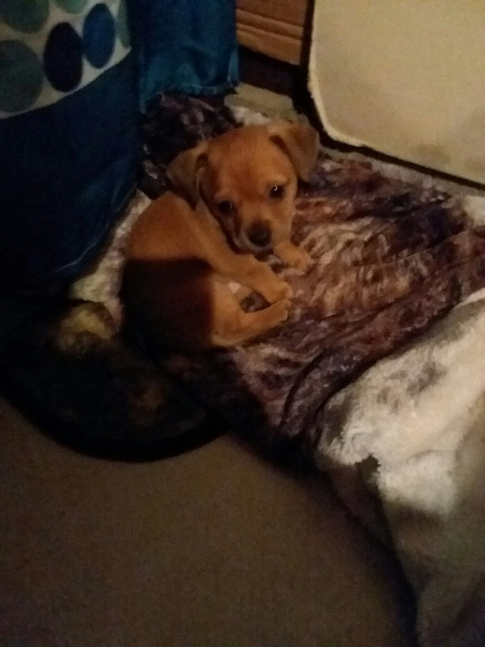 Chihuahua puppies