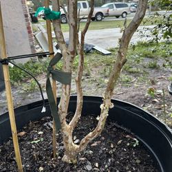 Fruiting Sabara Jaboticaba Tree 