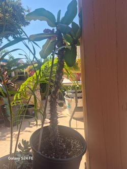 Exotic Plants for Sale