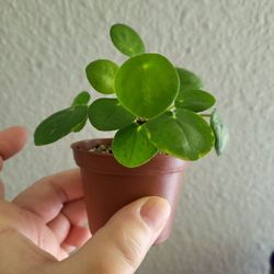 Baby Pilea Good Luck Plant  