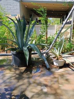 Mildred and Sebastian a couple of agave