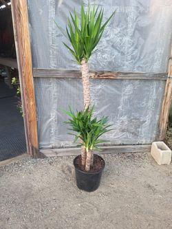Yucca Plant 5 ft tall 12" Nursery Pot
