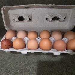 Fresh Eggs