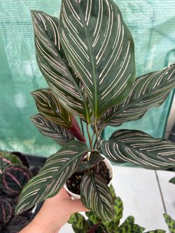 Pinstripe Calathea for Sale