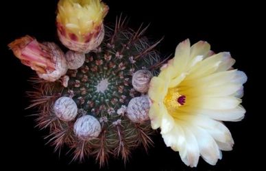 Yellow Thelocactus setispinus cactus 🌵🌼