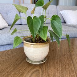 Anthurium