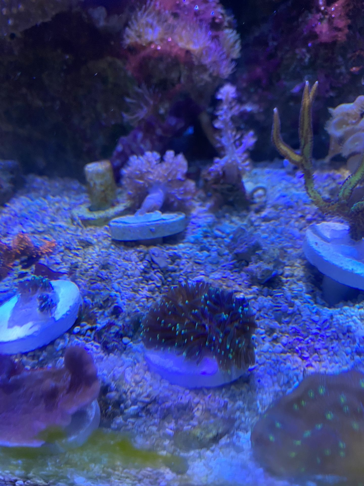 Galaxia coral frag