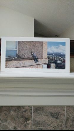 Penthouse Peregrine's By Ed Newbold Limited Edition 65 out of 950 still sealed in original plastic.