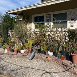 Plants For Sale In Pots
