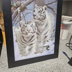 Lenticular Tiger Photo
