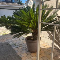 5 FT Sago Palm includes pot $200 OBO