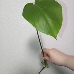 Monstera Delisiosa Cutting Rooted