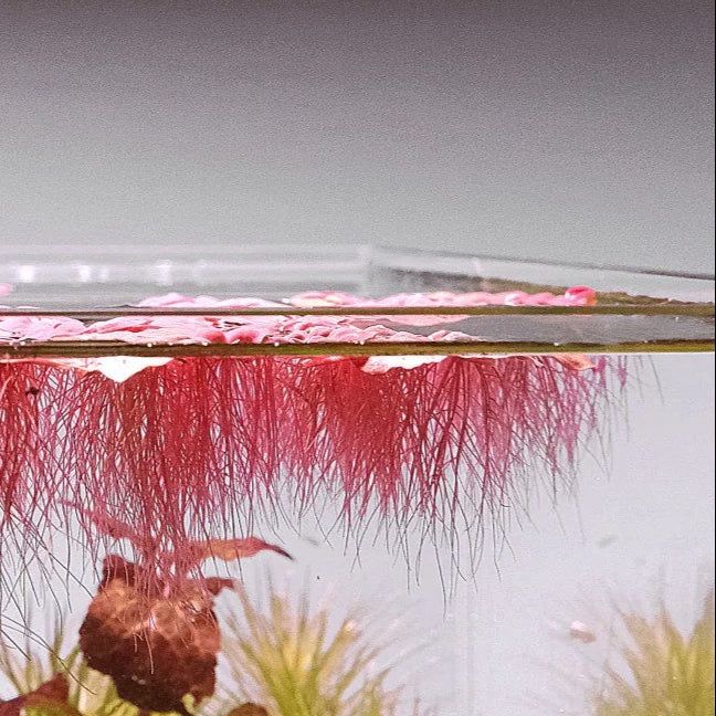 Red Root Floaters Live Aquarium plant