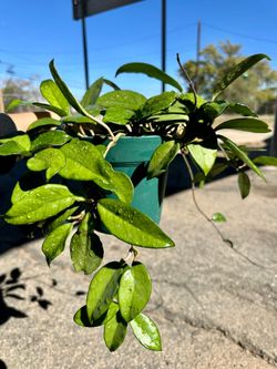 Plant