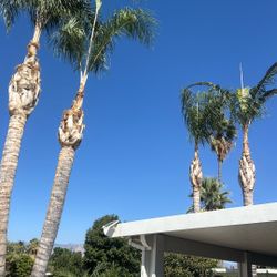 Palms Trees Trimming 