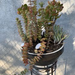 🌸 Succulent Mix 