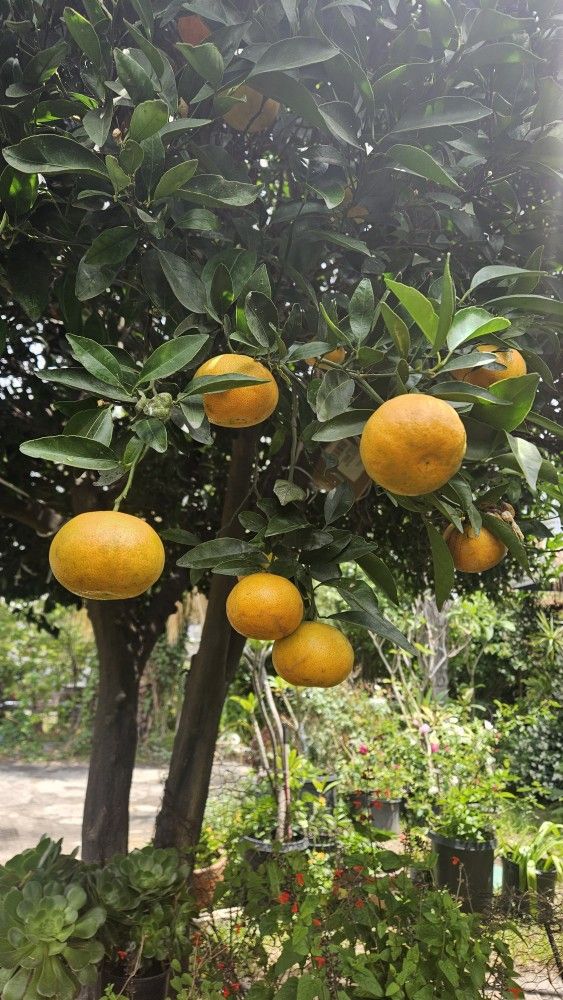 Arbol De Mandarina