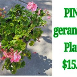 Pink Geranium Plant