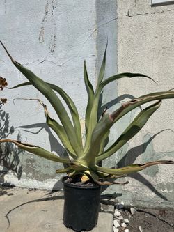 FREE Agave Plants