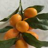 KumquatLaneCo 