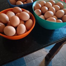 Organic Eggs